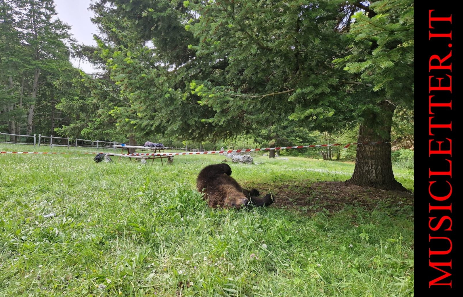 Orso Trovato Morto In Abruzzo Musicletter It